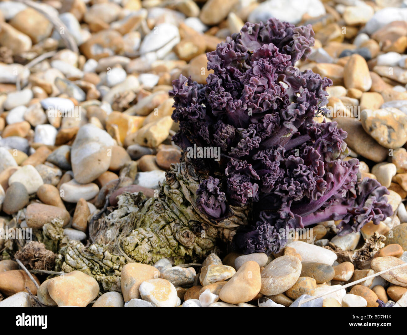 Sea Kale (Crambe maritima) on a pebble beach. New sprouts are growing from an old tap root extending deep into the shingle. Stock Photo