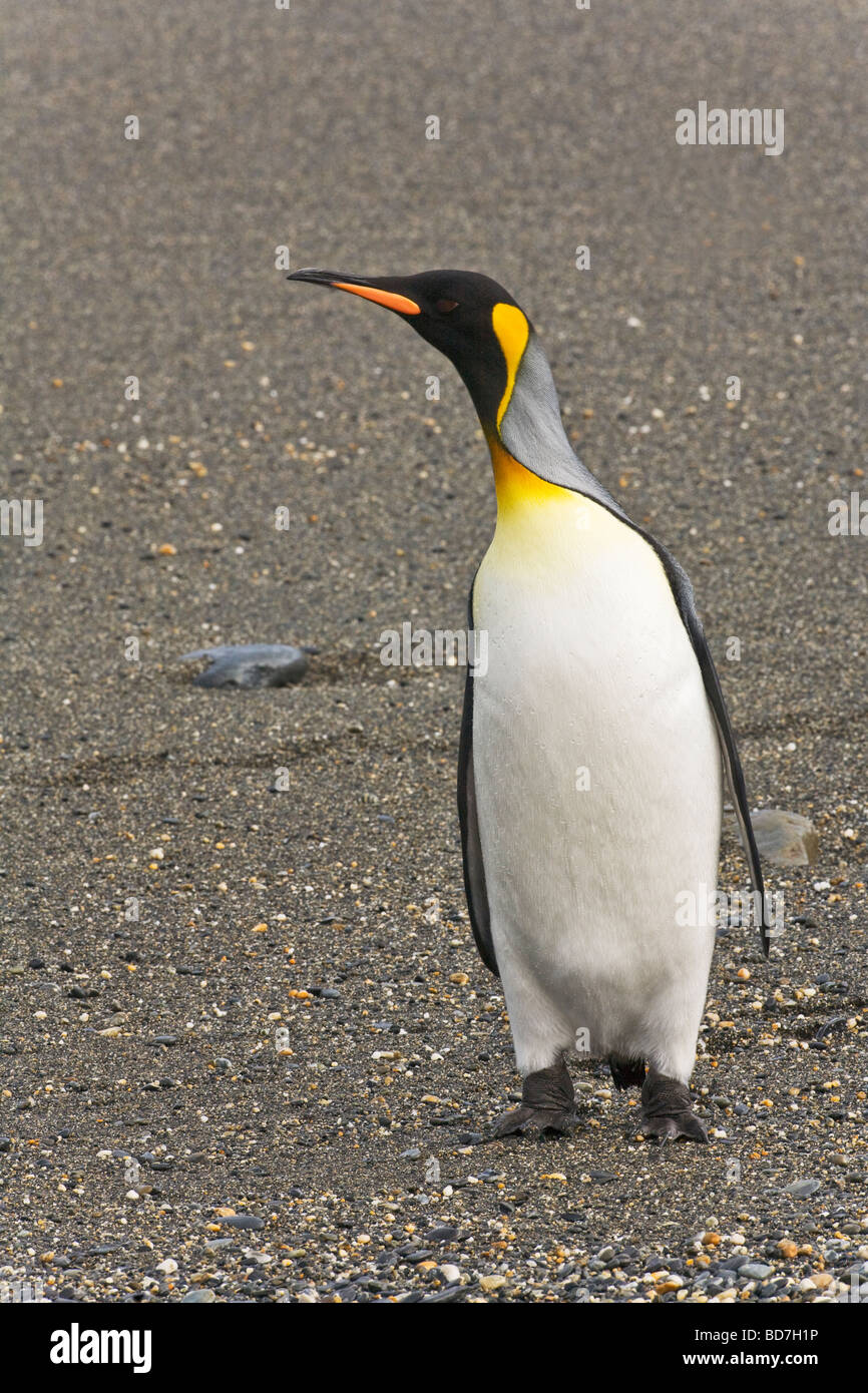 King Penguin Aptenodytes patagonicus on beach St Andrews Bay South Georgia Antarctica Stock Photo