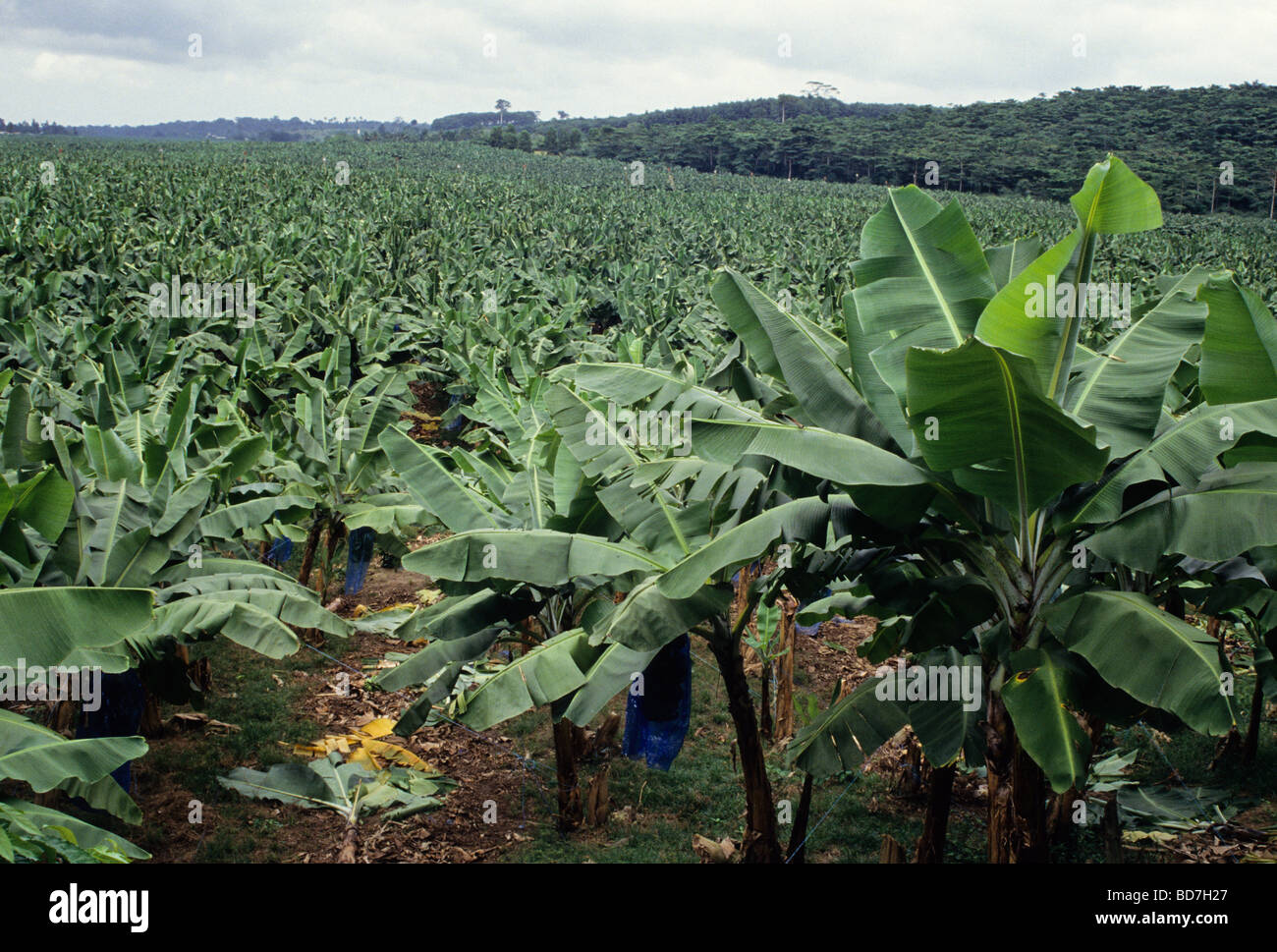 Banana Plantation Near Abidjan, Ivory Coast ,Cote d'Ivoire Stock Photo
