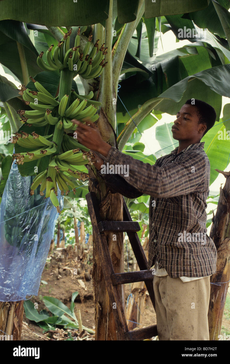 Banana Plant. Picking Flower Buds off Tips of New Bananas to Promote
