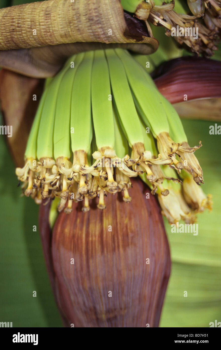 Banana Plant with Young Bananas Forming. Ivory Coast, Cote d'Ivoire