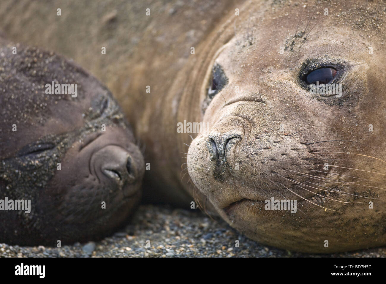 Southern elephant seal Mirounga leonina mother and pup St Andrews Bay South Georgia Antarctica Stock Photo