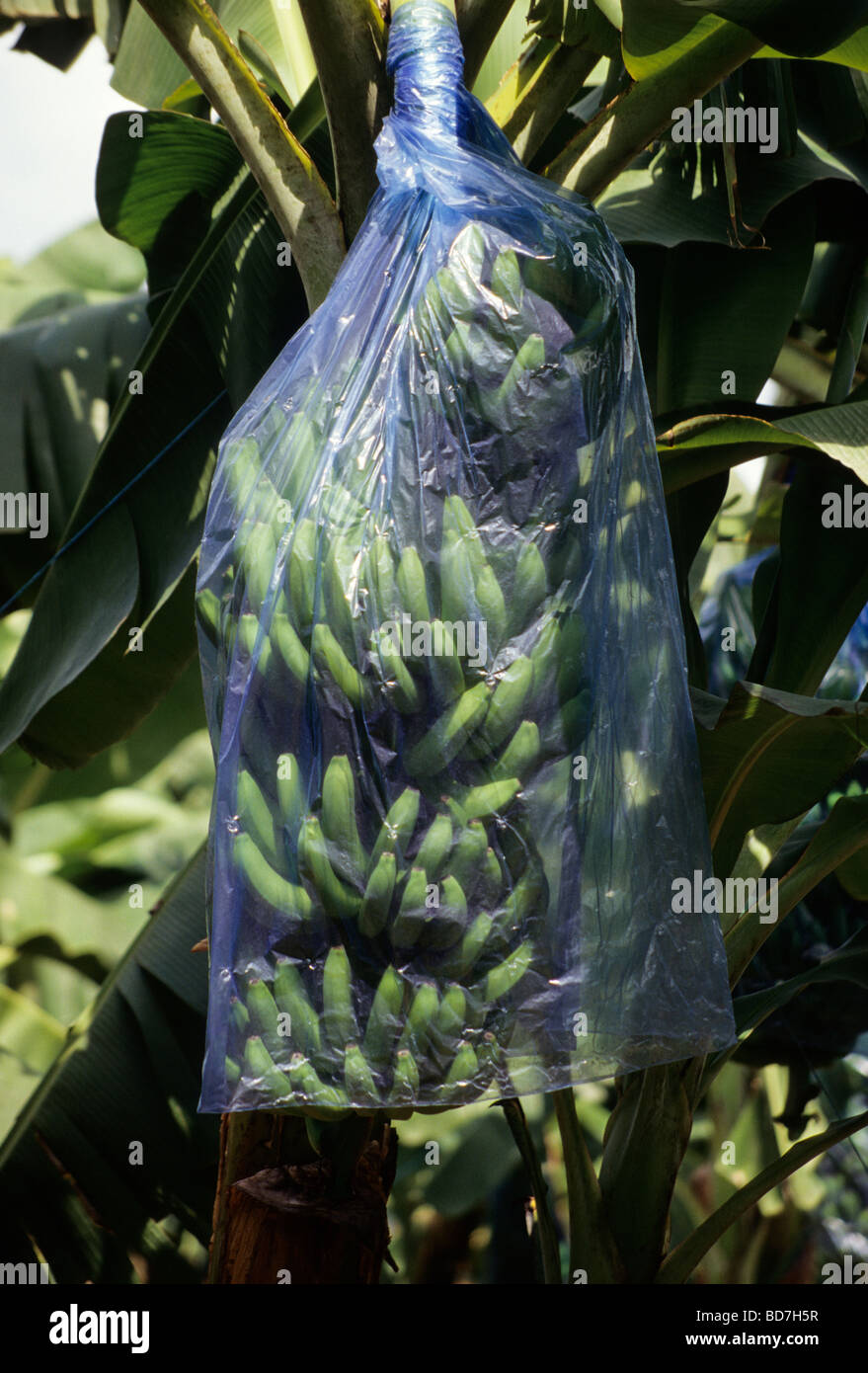 Banana Plant, Blue Plastic Bag Protects from Insects, Promotes Growth
