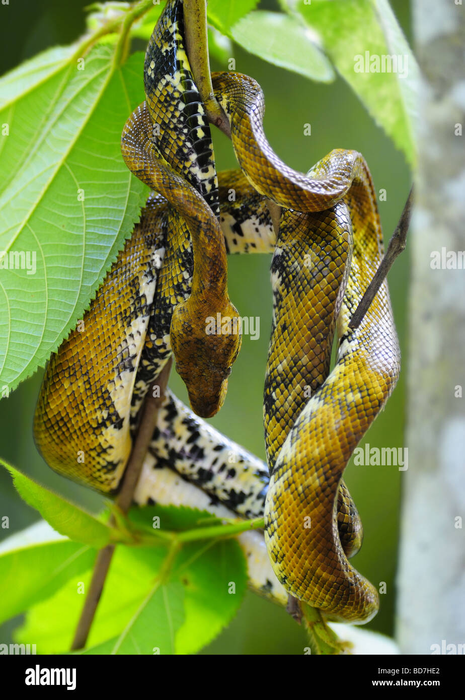 A rainbow boa (Epicrates cenchria) relaxes in a tree. Stock Photo