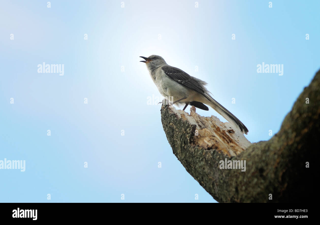 A northern mockingbird (Mimus polyglottos) sings while sitting on a tree limb. Stock Photo