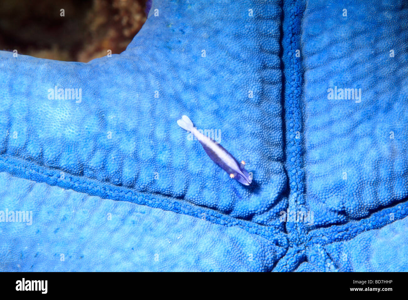 Starfish shrimp, Zenopontonia soror previously Periclimenes soror, living on the underside of a blue sea star, Linckia laevigata Stock Photo