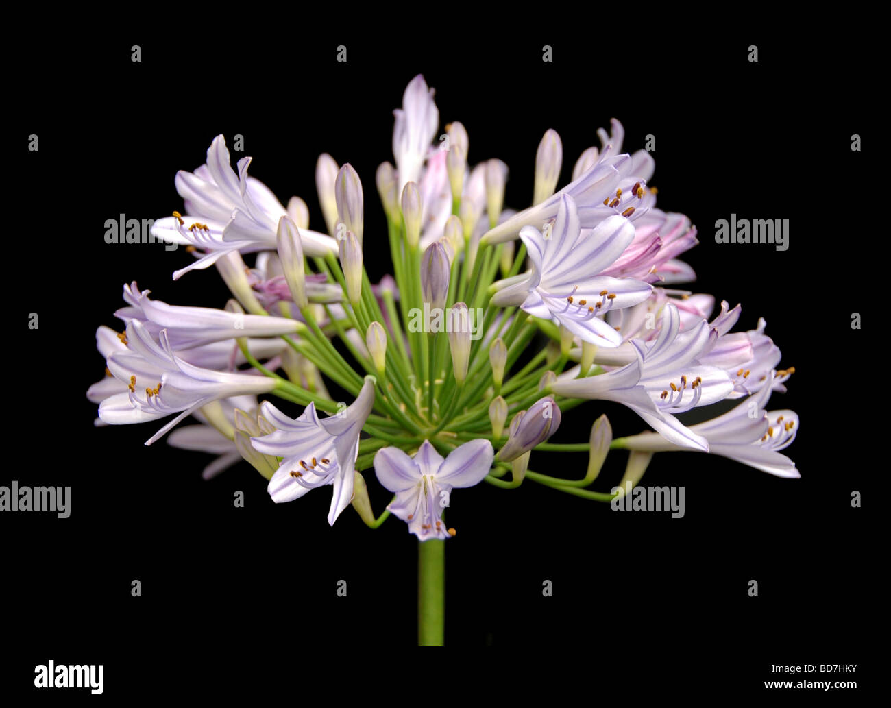 Lily of the Nile Flower isolated over a black background Stock Photo