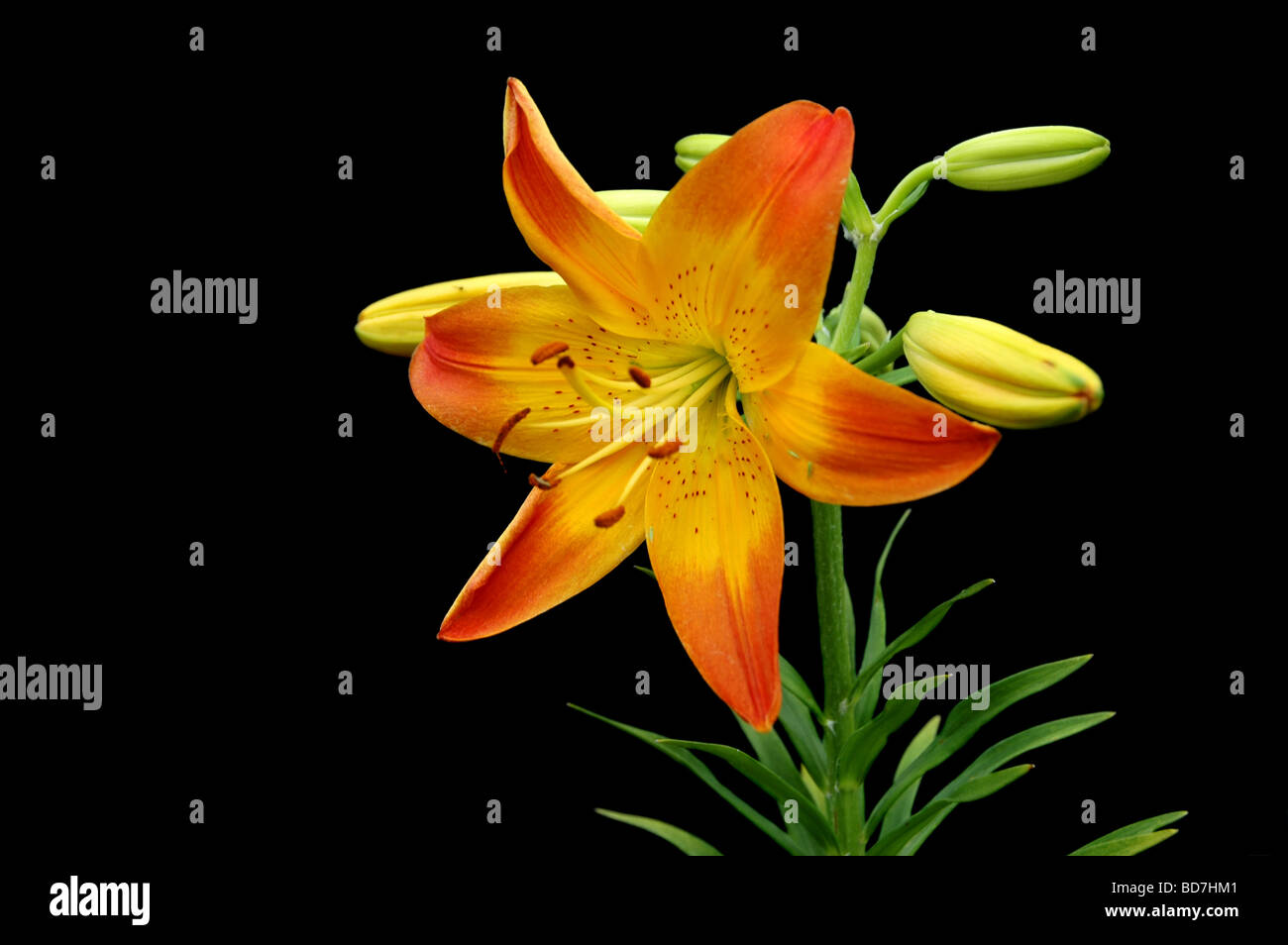 Black and orange color hi-res stock photography and images - Alamy