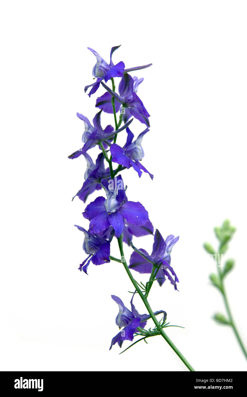 Jacob's ladder blue flowers isolated over white background Stock Photo