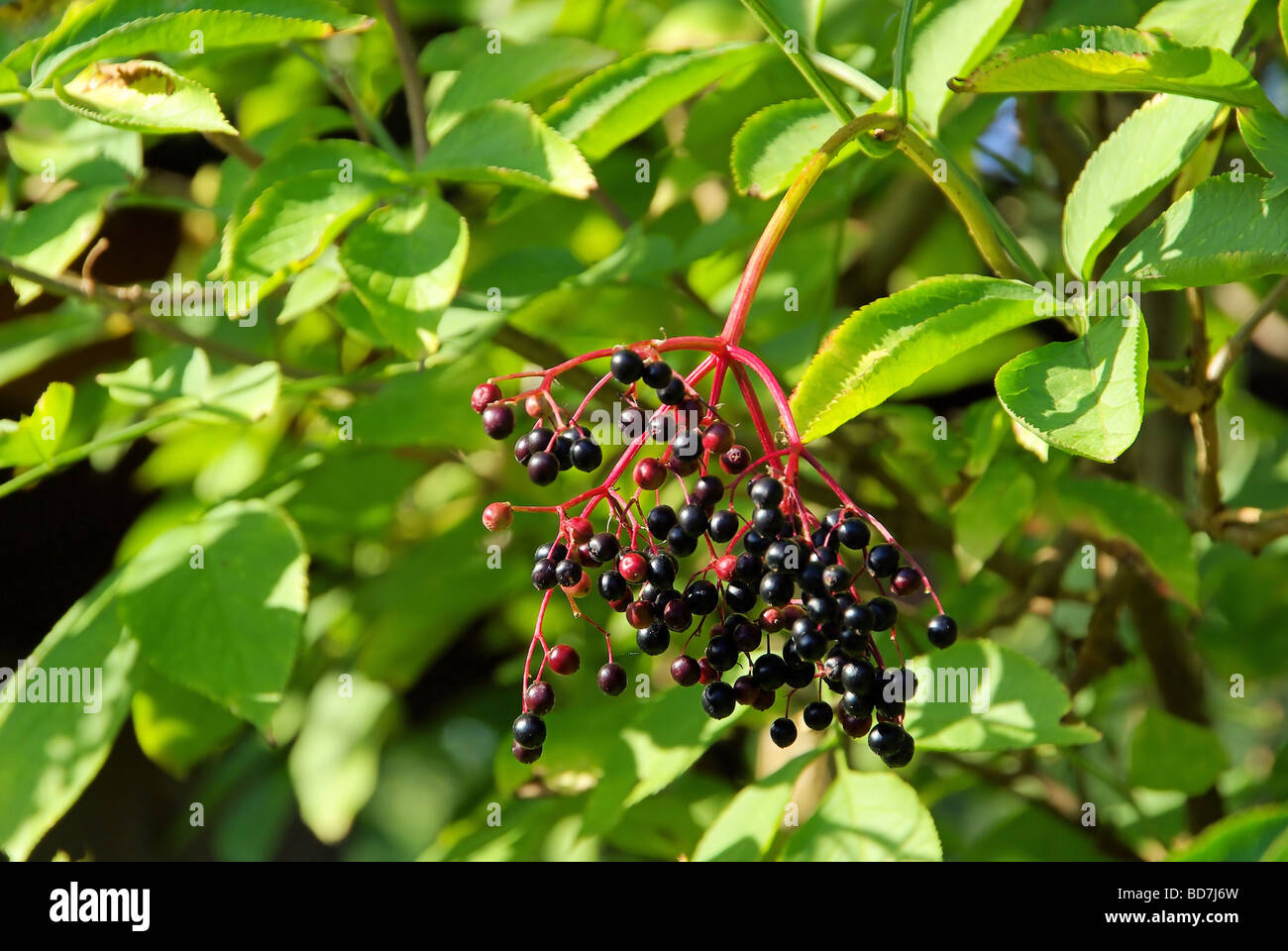 Holunder beere hi-res stock photography and images - Alamy