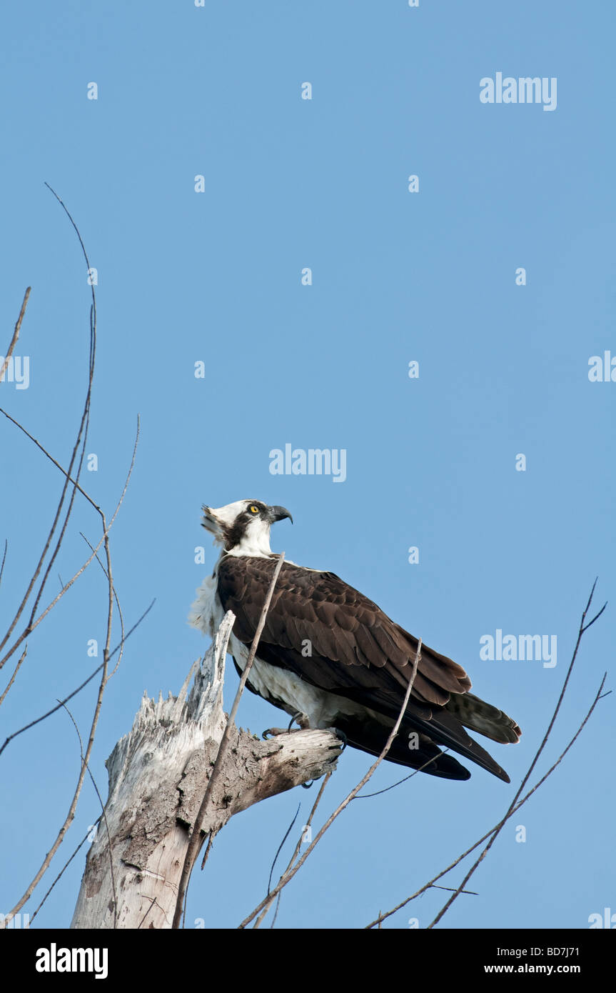 Osprey: Pandion haliaetus Stock Photo
