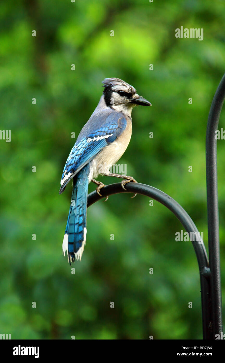 Blue Jay perched on bar against a green background Stock Photo