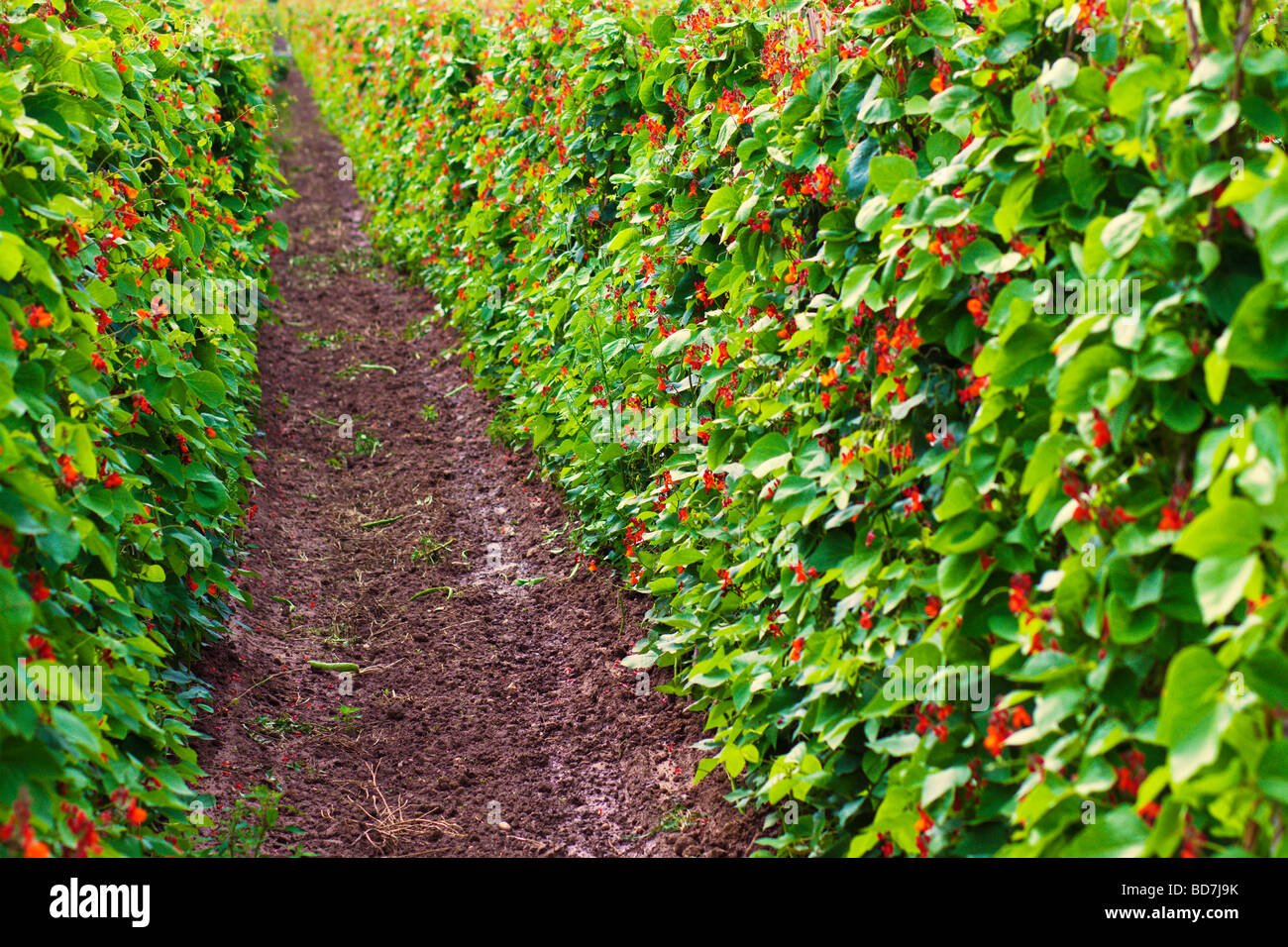 green kidney beans growing in a field Stock Photo Alamy