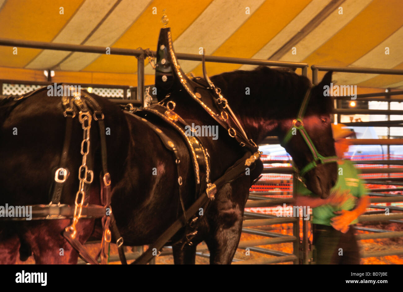 Rural fair draft horses hires stock photography and images Alamy