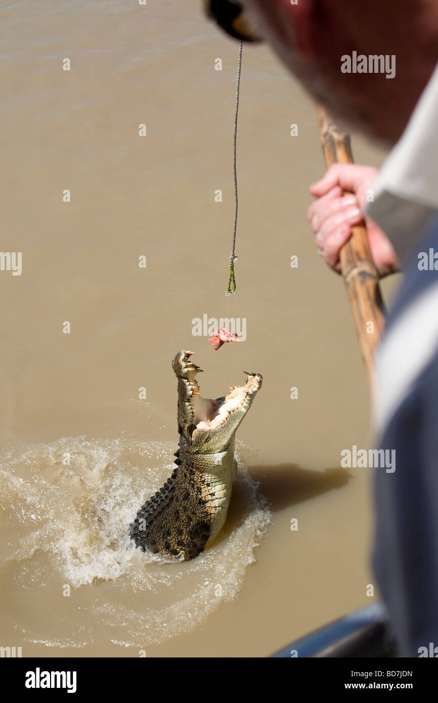 Crocodile jumping for a pork chop on the Adelaide River Jumping Crocodile  Cruise in Darwin, Northern Territory Stock Photo - Alamy