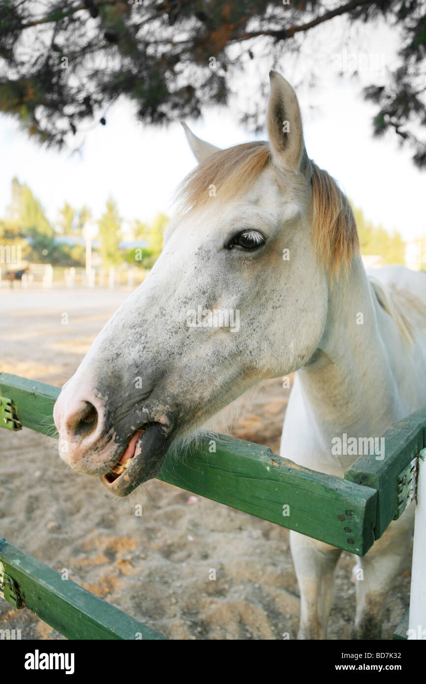 Nose stud hi-res stock photography and images - Alamy