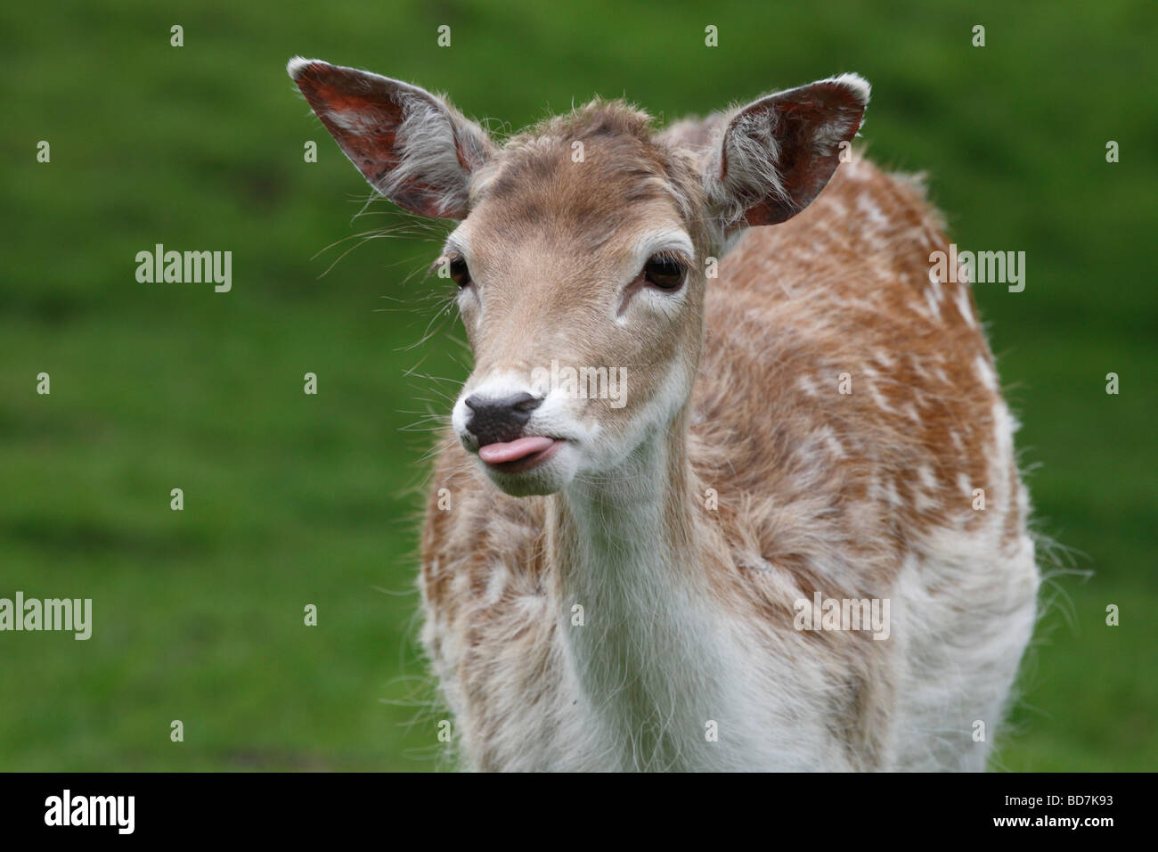 Sika Deer Cervus nippon The Chestnut Centre near Castleton Derbyshire UK May 2009 Stock Photo
