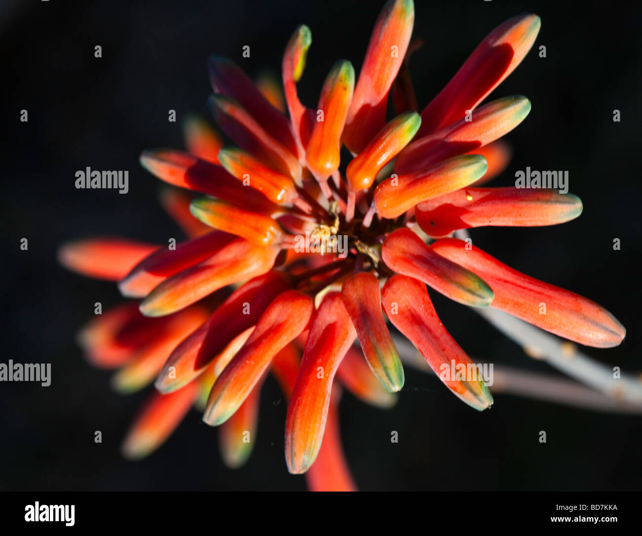 aloe flower Stock Photo