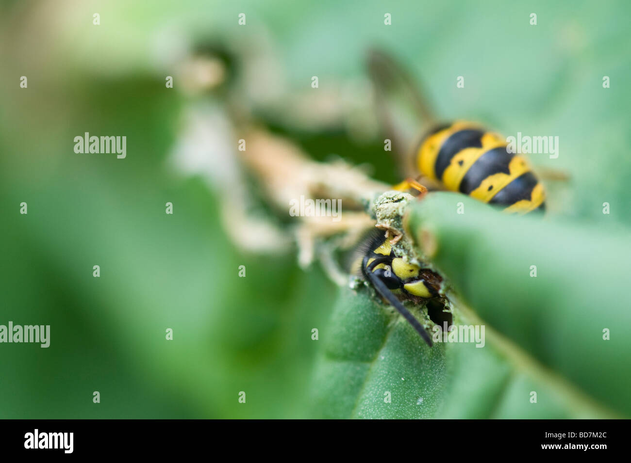 Vespula vulgaris. Wasps eating rhubarb leaves in an English garden. Gathering plant material for nest building Stock Photo