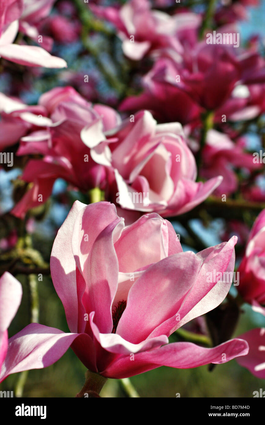 Magnolia sprengeri in mid March Stock Photo