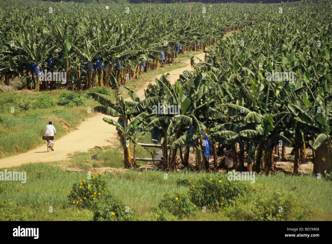 Banana Plantation Near Abidjan, Ivory Coast ,Cote d'Ivoire. Stock Photo