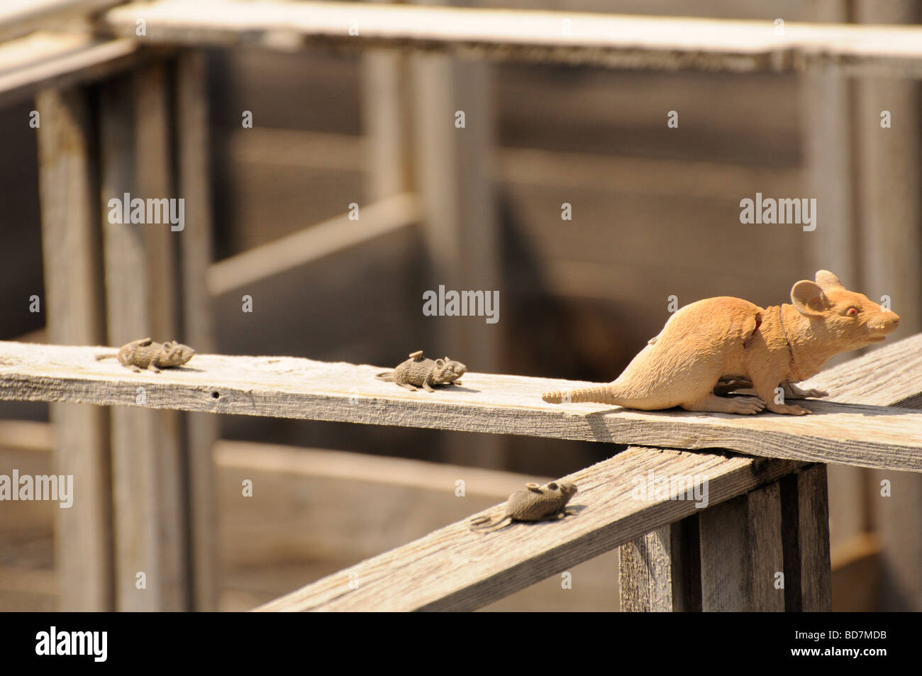 Mice in maze Stock Photo