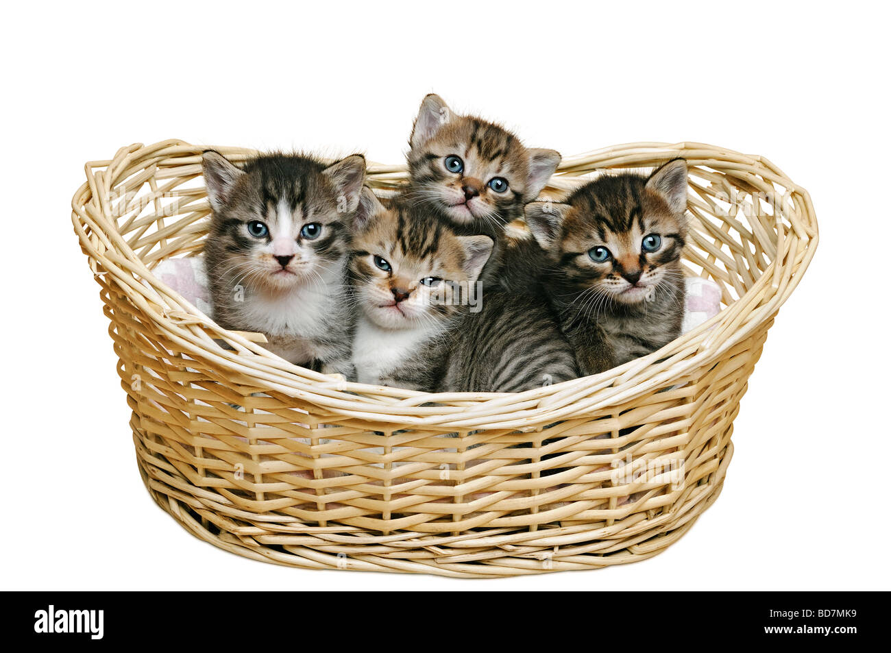 Kittens in a Basket Cut Out Stock Photo