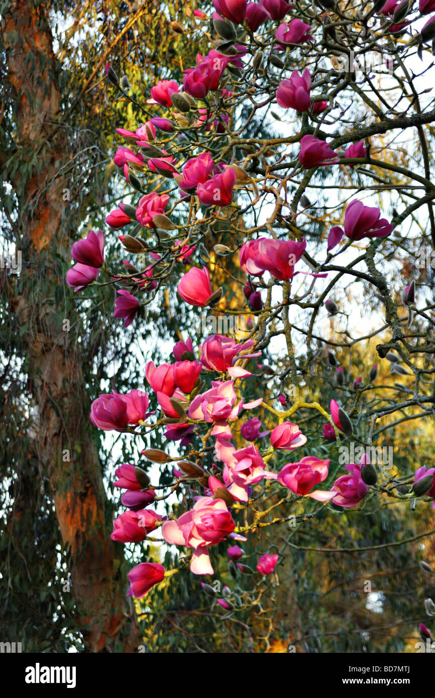 Magnolia sprengeri Marwood Spring at sunrise in Marwood Hill Gardens North Devon Stock Photo