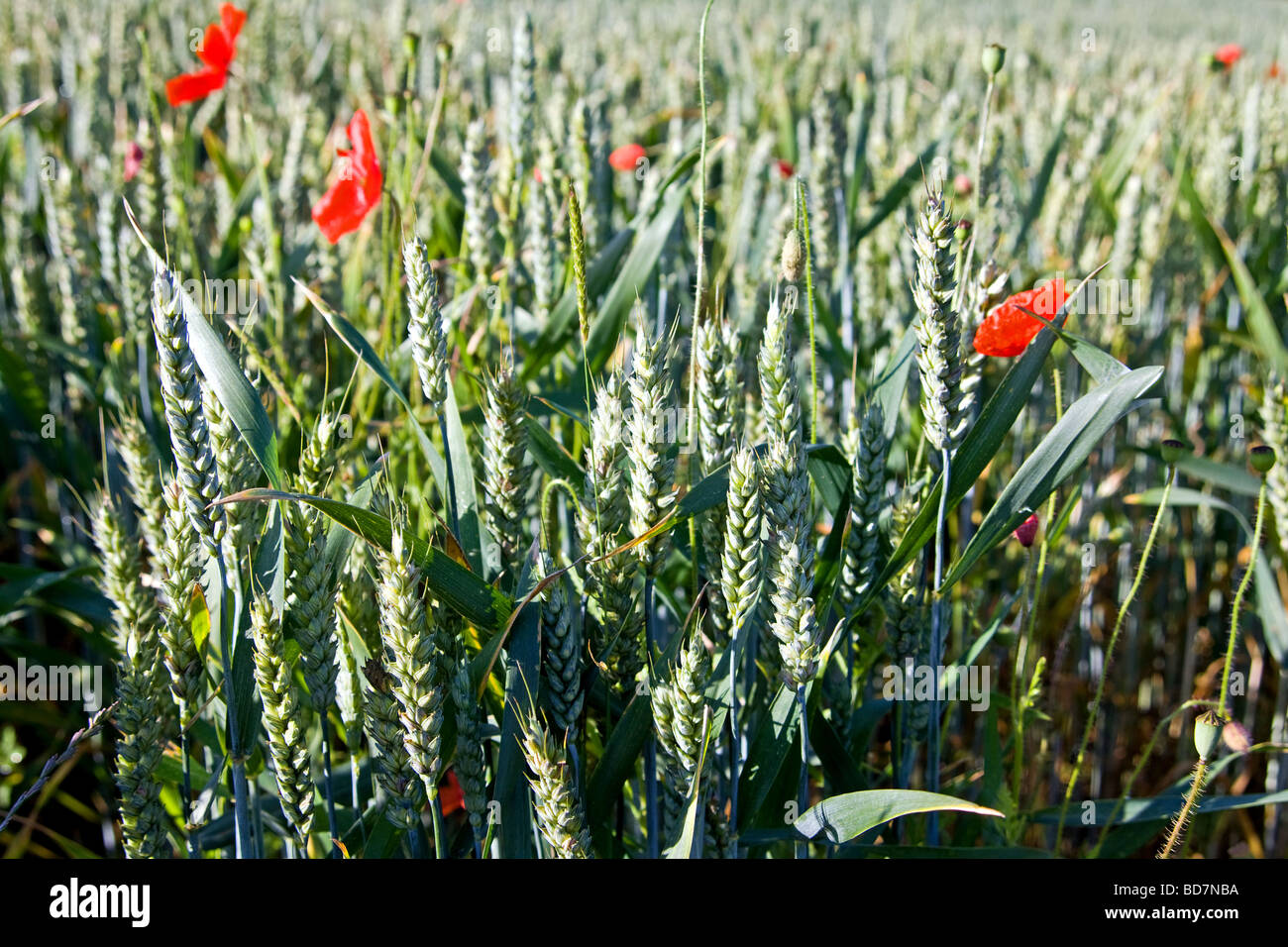 Ears of Wheat with Wild Poppy Stock Photo - Alamy