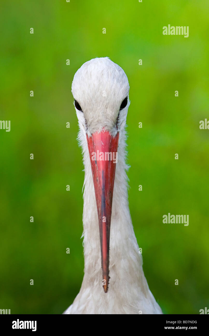 White Stork Ciconia Ciconia Stock Photo