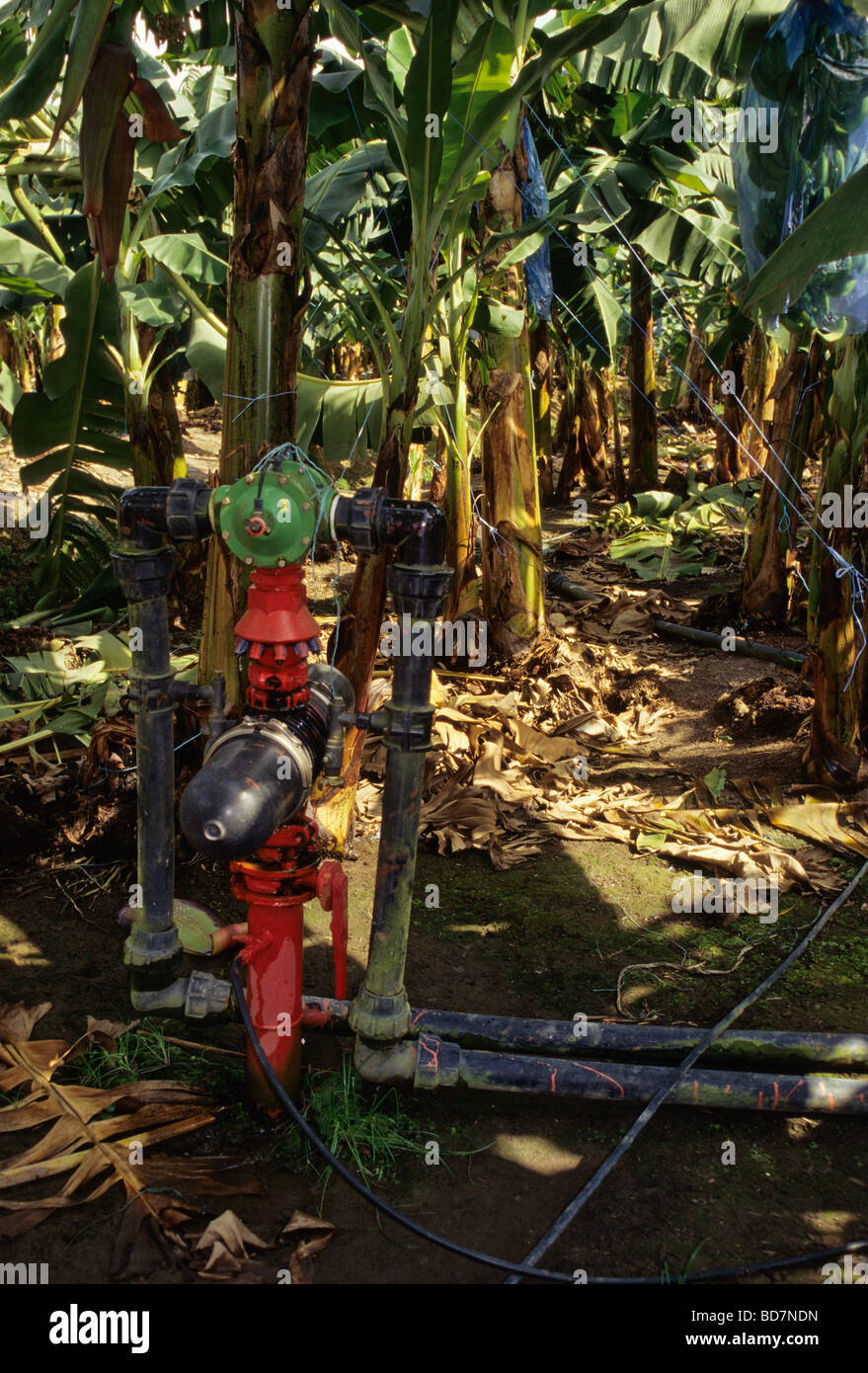 Banana Plantation Irrigation System. Near Abidjan, Ivory Coast, Cote d