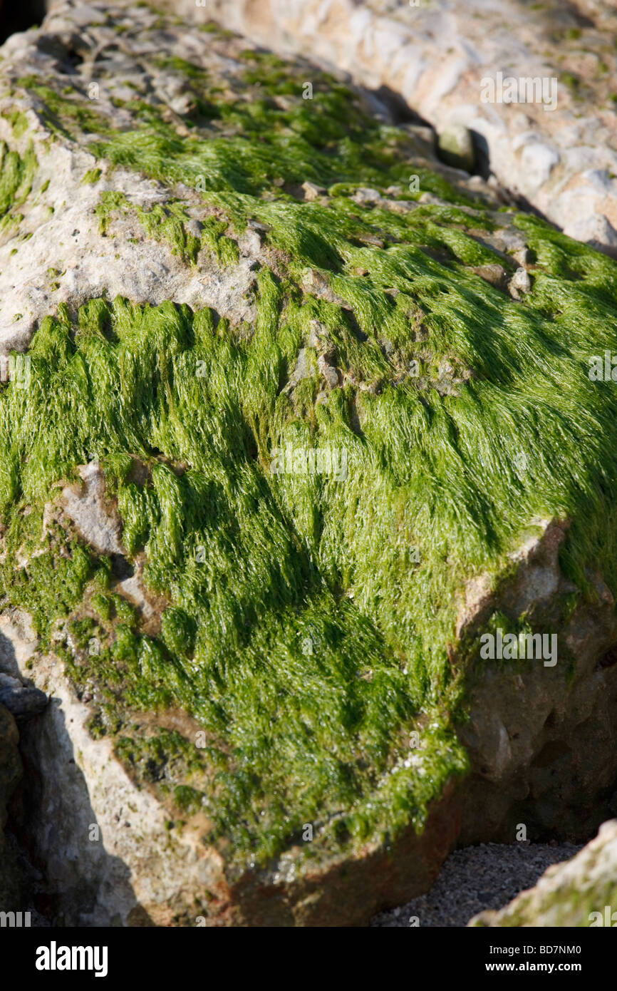 algae covered stones on the beach Stock Photo