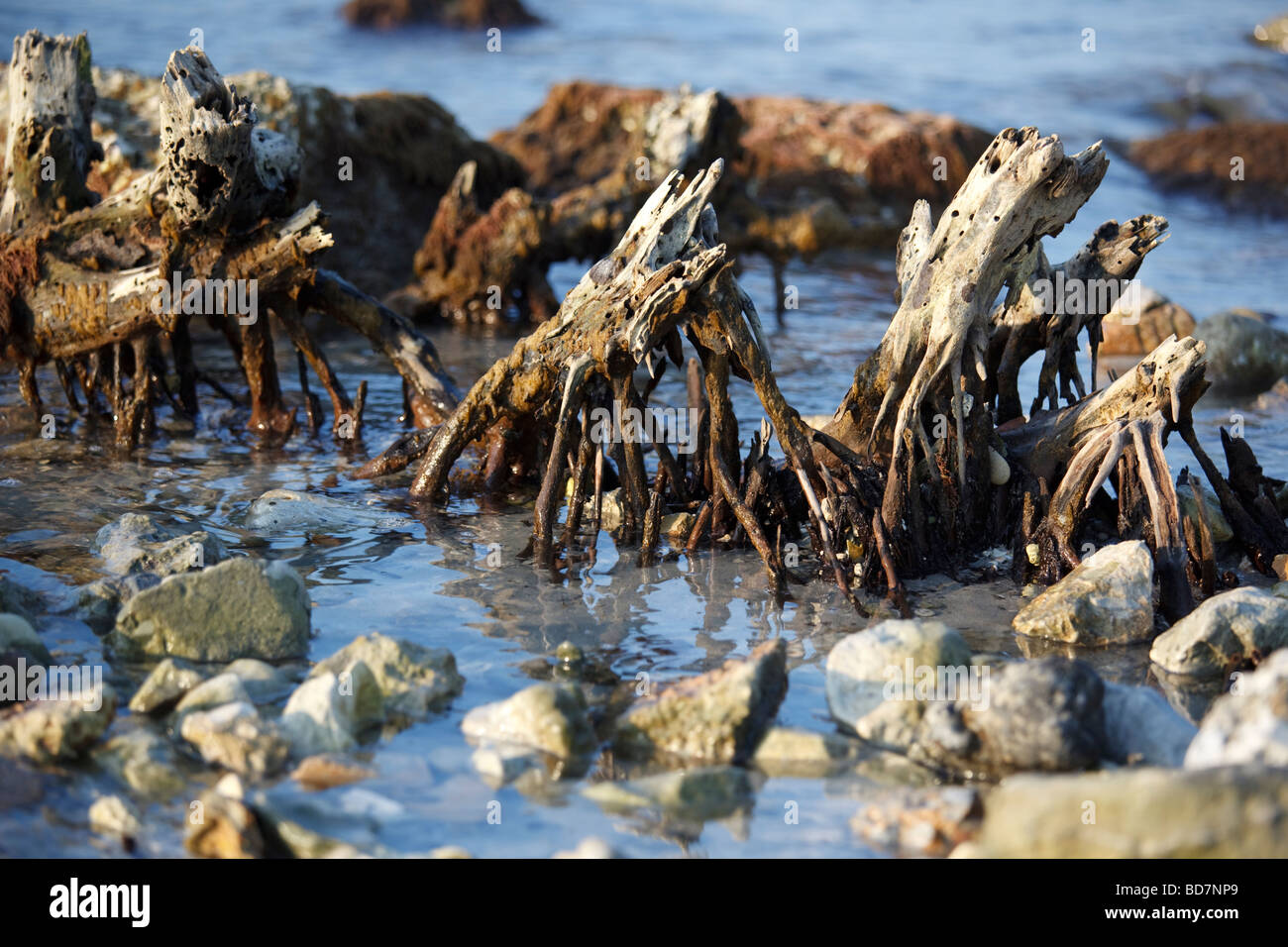 mangrove roots in the sea Stock Photo