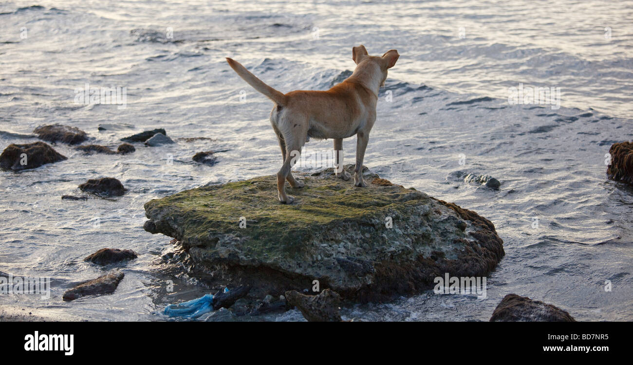 dog standing on stone at the sea Stock Photo