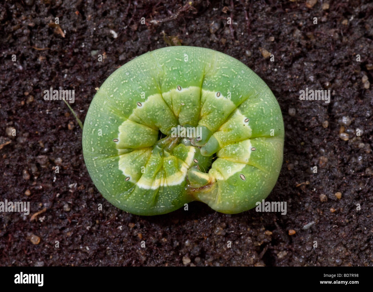 Green catterpillar curled up on dark soil background Stock Photo