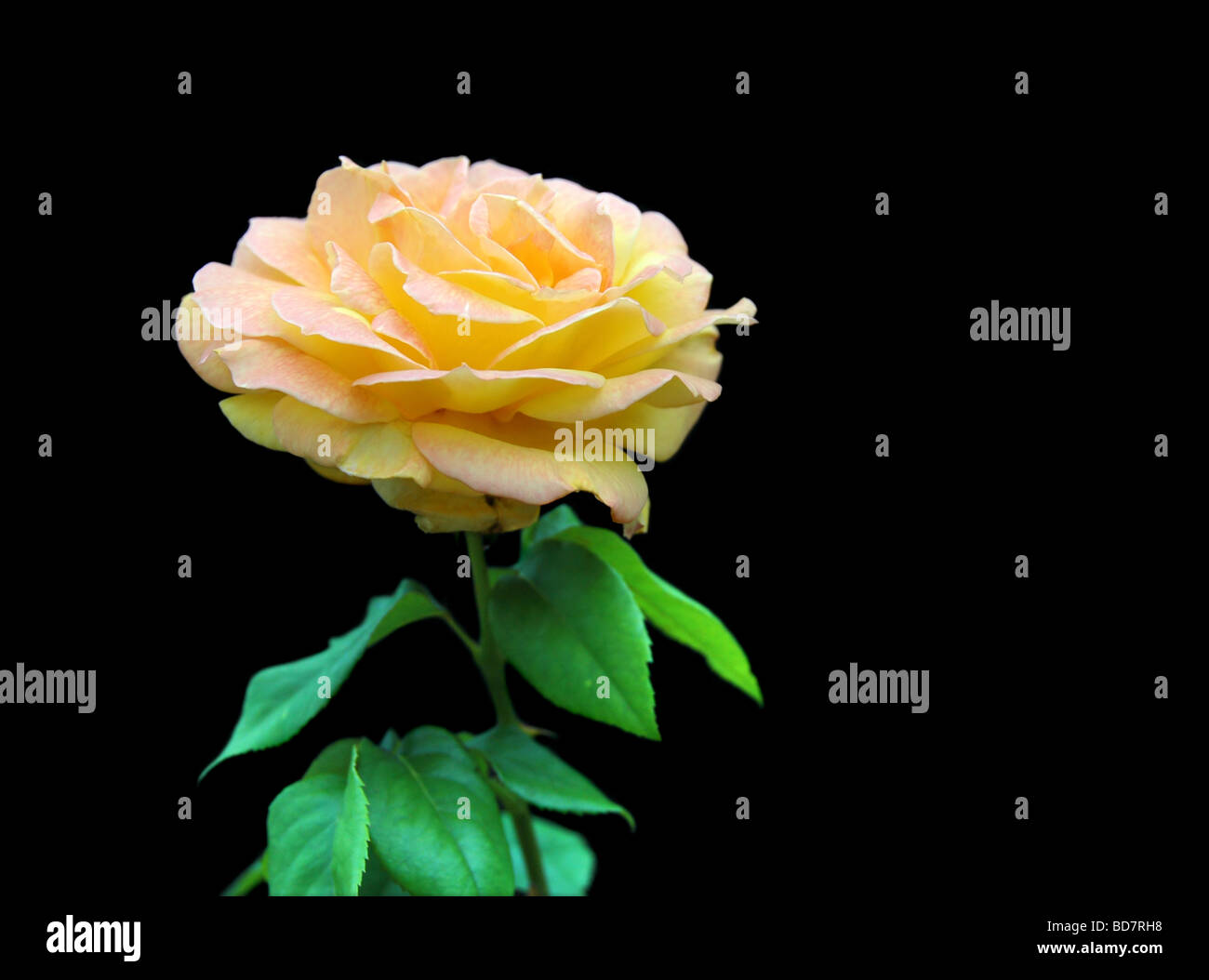Yellow rose with leaves isolated against a black background Stock Photo