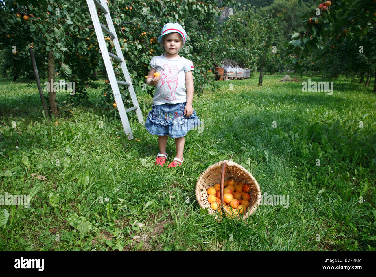 harvesting apricots in the orchard Stock Photo Alamy