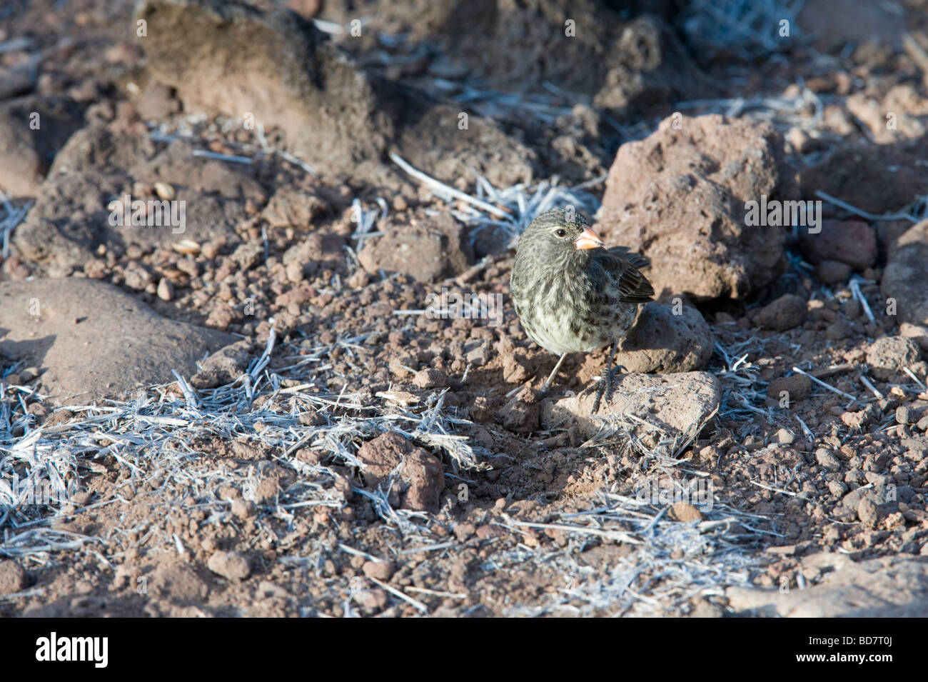 Small Ground Finch (Geospiza fuliginosa) juvenile feeding Santa Fe Island Galapagos Islands Ecuador Pacific Ocean South America Stock Photo