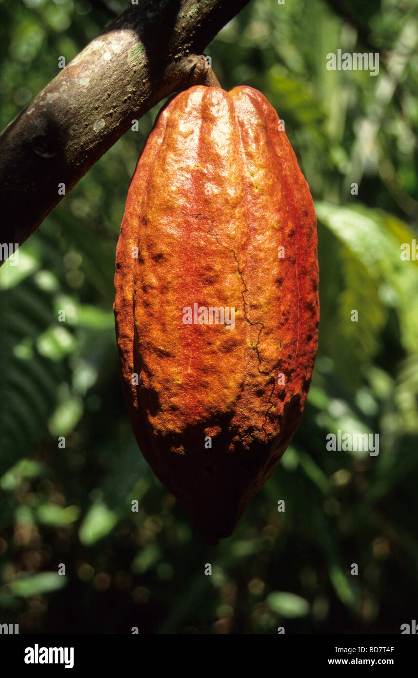 Cacao pod on tree.  Ivory Coast, Cote d'Ivoire. Stock Photo