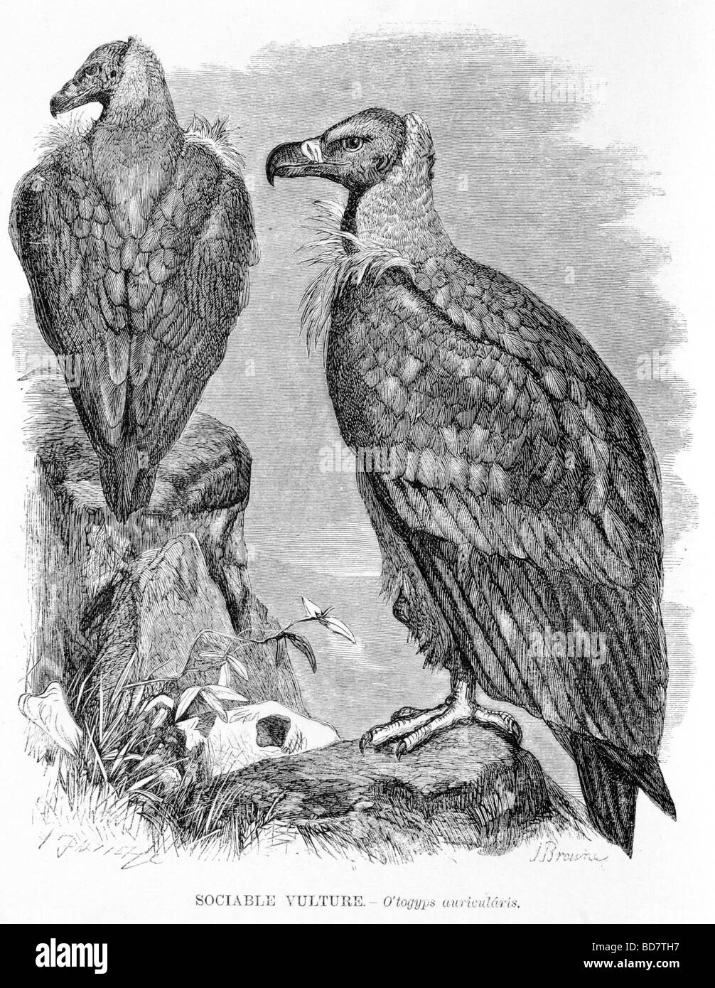 Sociable vulture hires stock photography and images Alamy