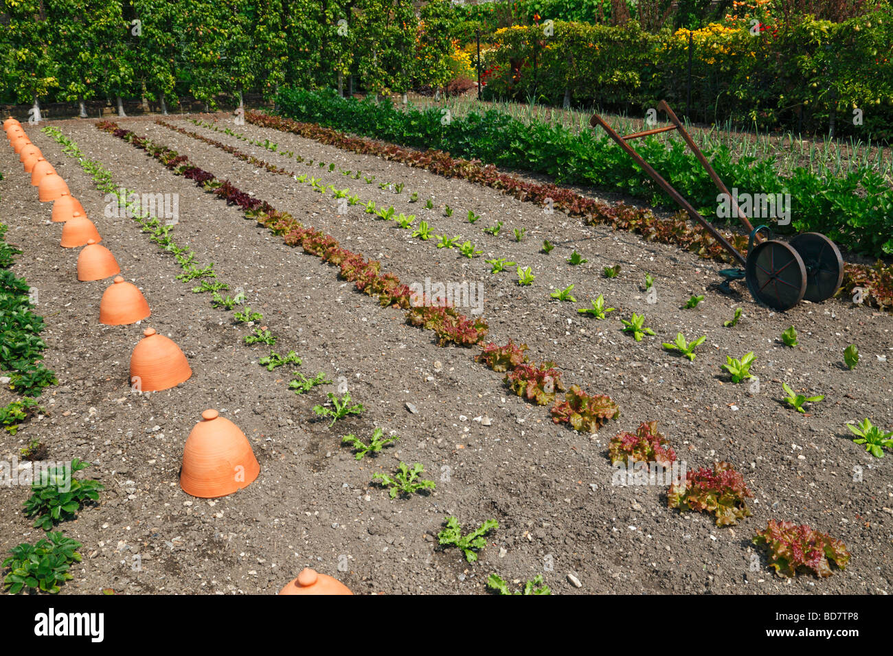 Neat vegetable garden. England, UK. Stock Photo