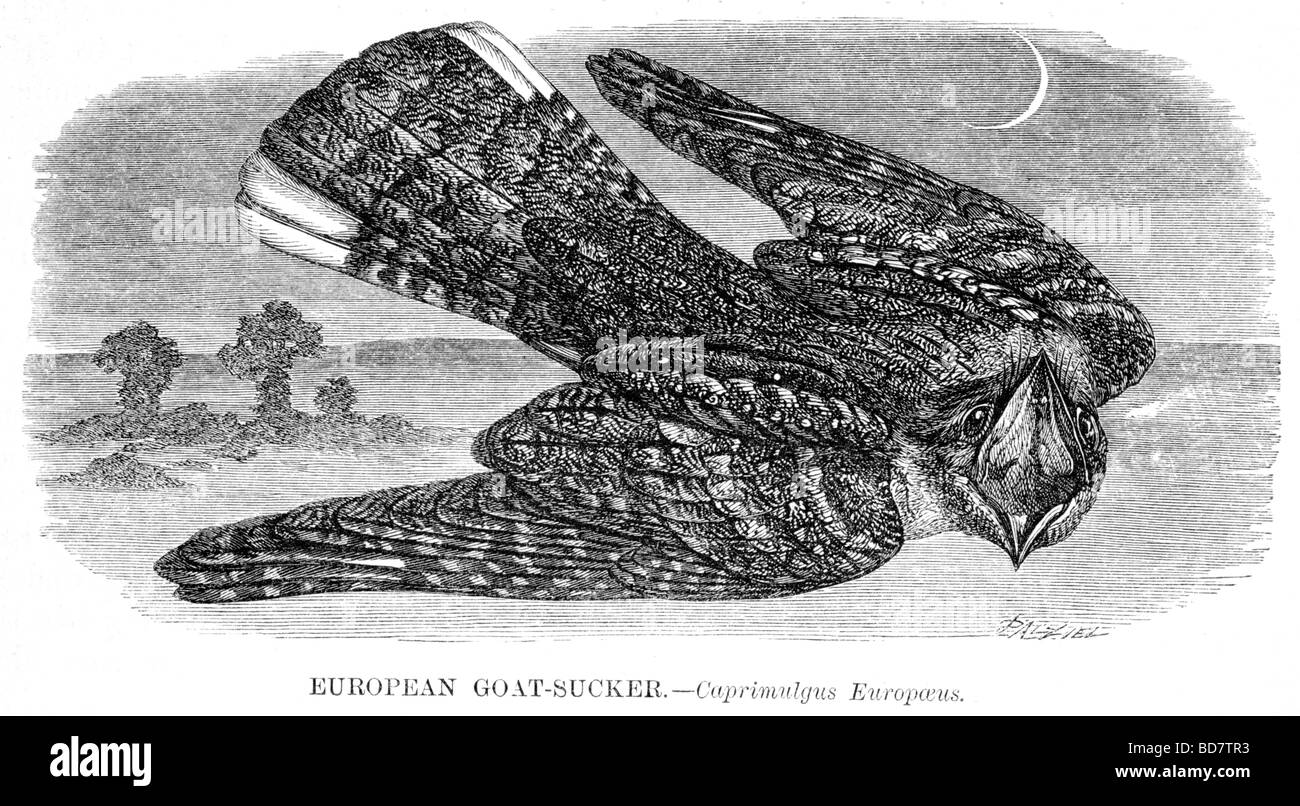 Goat sucker hi-res stock photography and images - Alamy