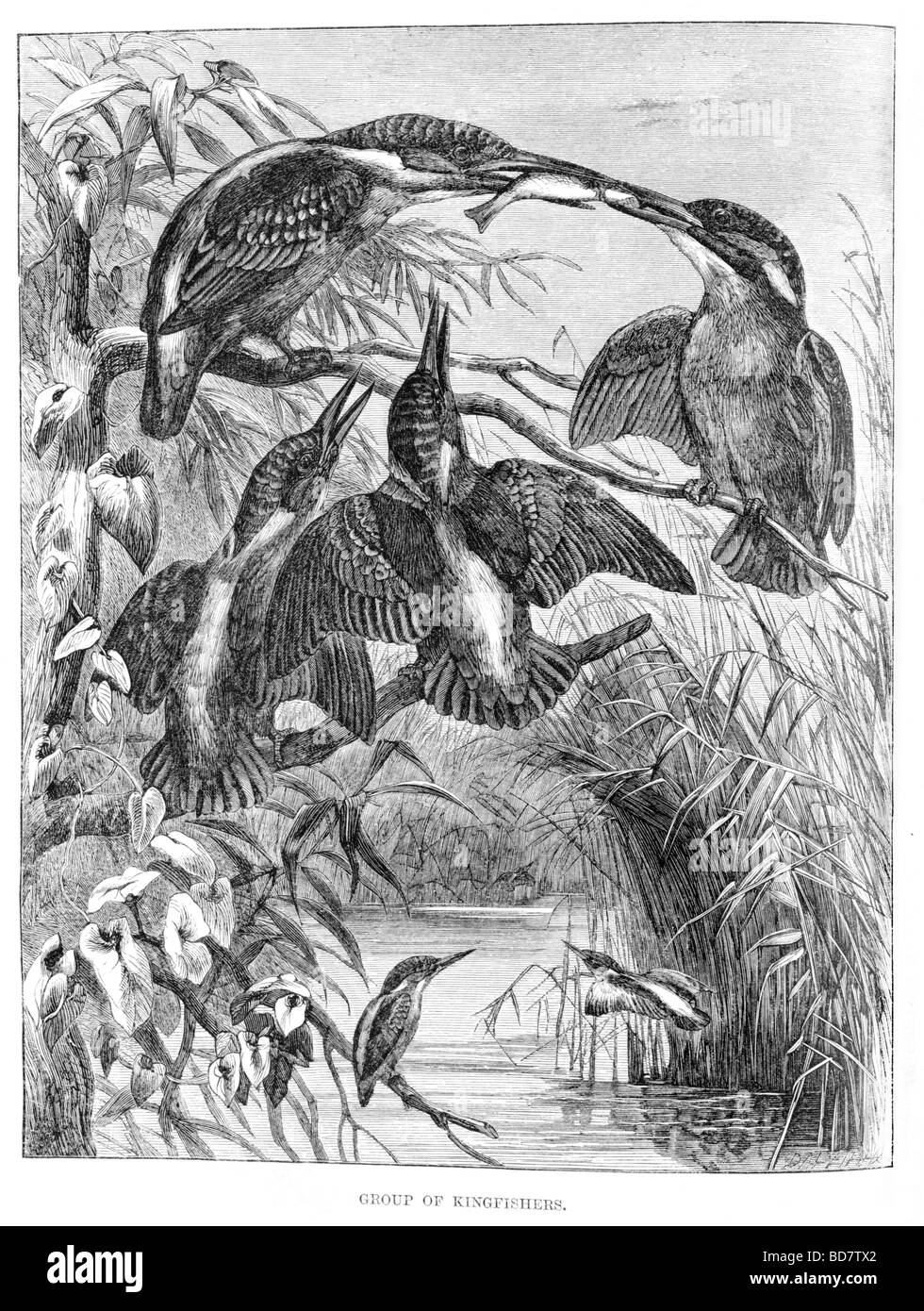 group of kingfishers Stock Photo Alamy