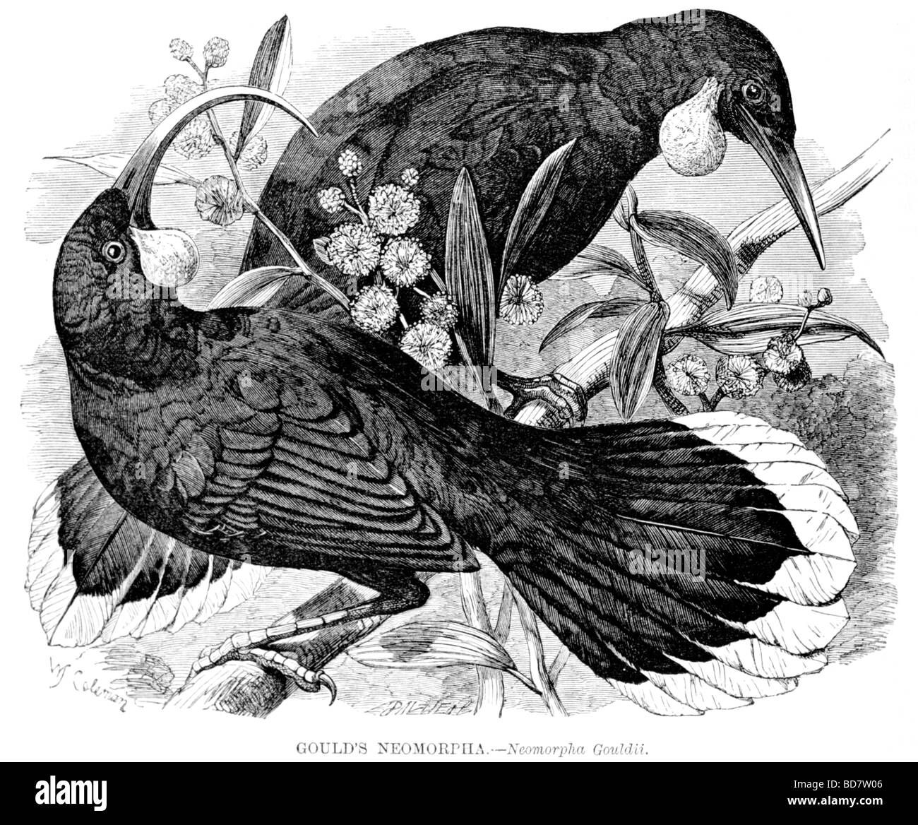 Goulds neomorpha hires stock photography and images Alamy