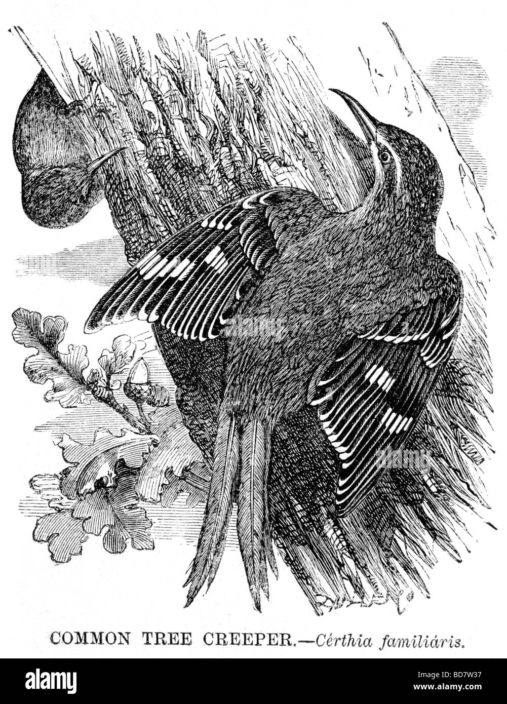 Creeper drawing hires stock photography and images Alamy