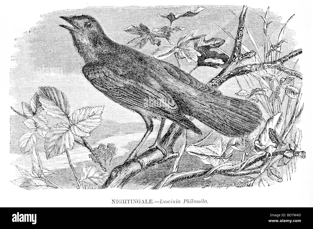nightingale luscinia philomela Stock Photo