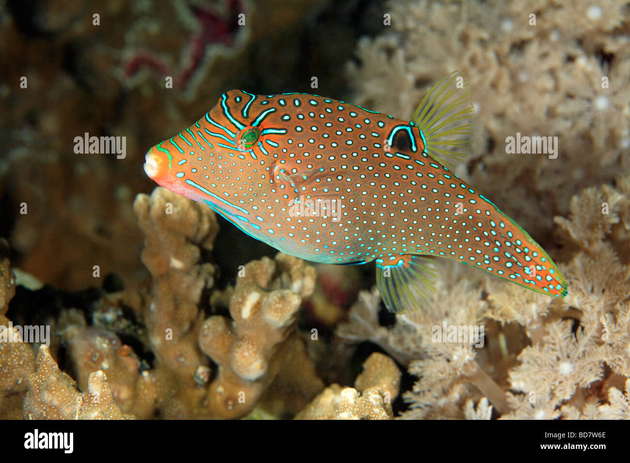 Papuan Pufferfish or  Papuan Toby, Canthigaster papua, swimming on a coral reef.. Stock Photo