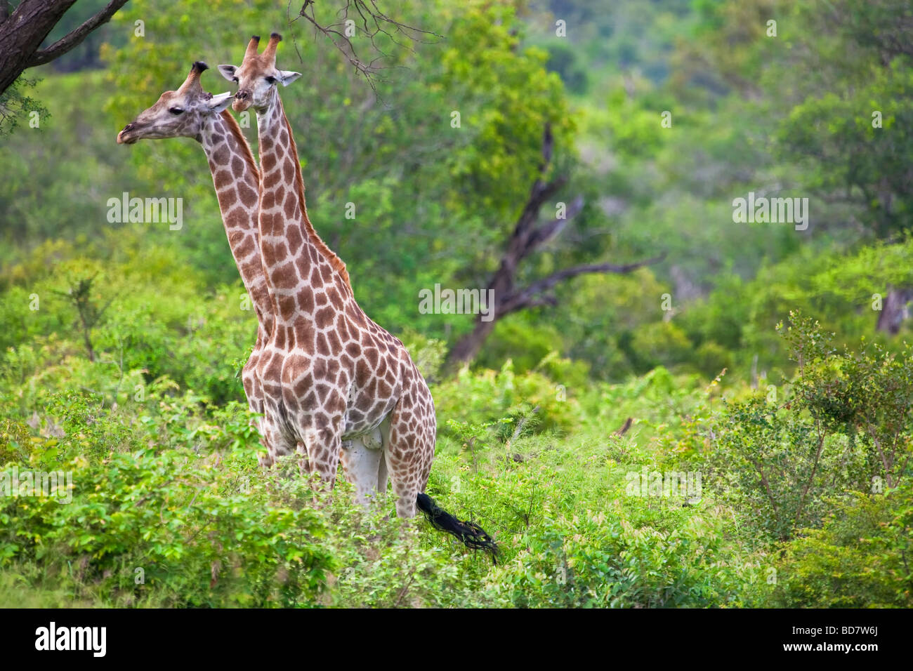Giraffes Giraffa Camelopardis Kruger NP South Africa Stock Photo