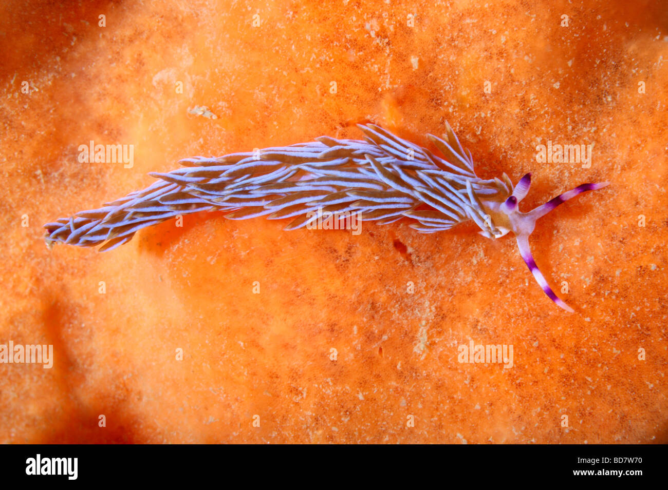blue dragon sea slug eggs