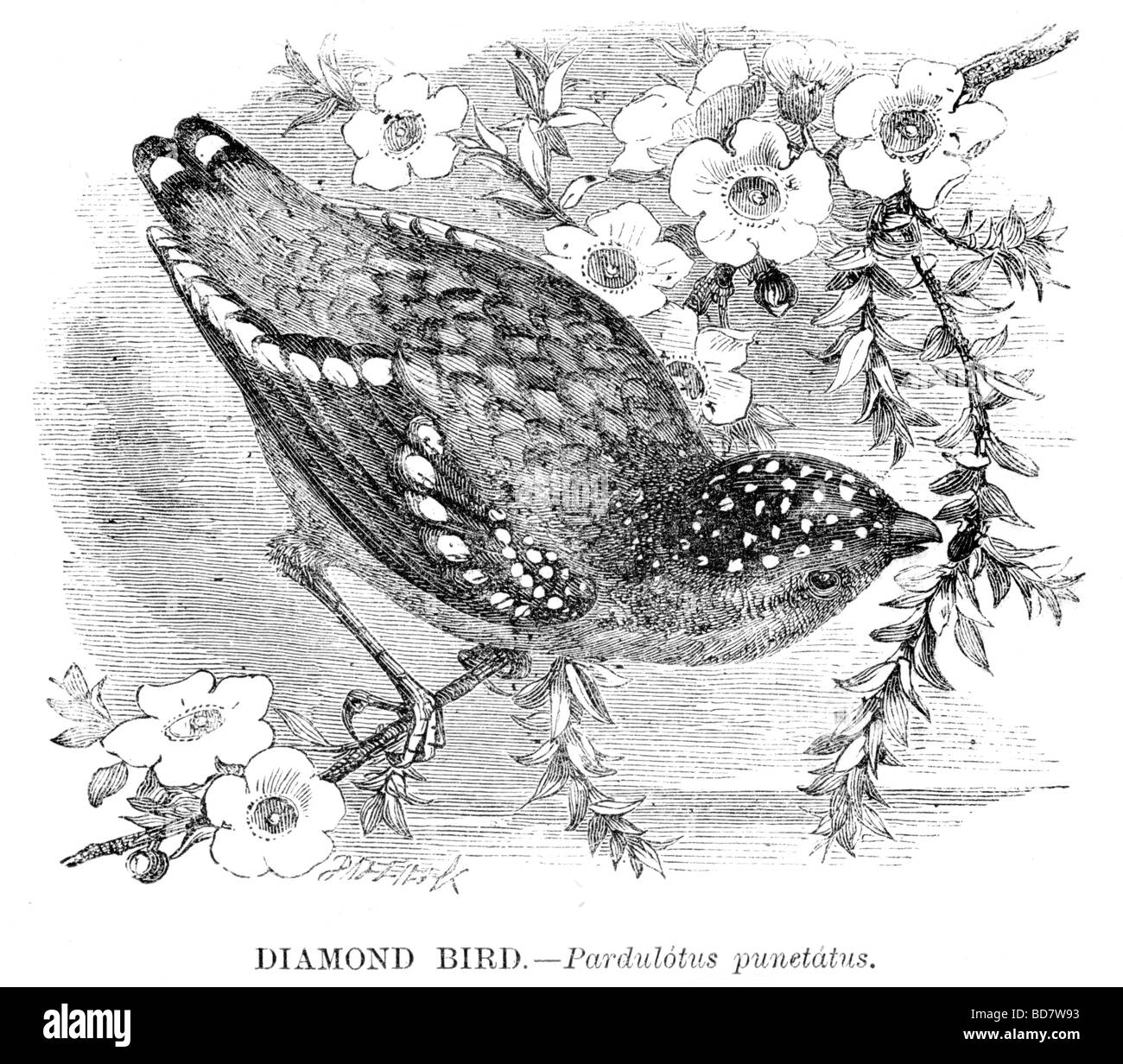 diamond bird pardulotus punetatus Stock Photo